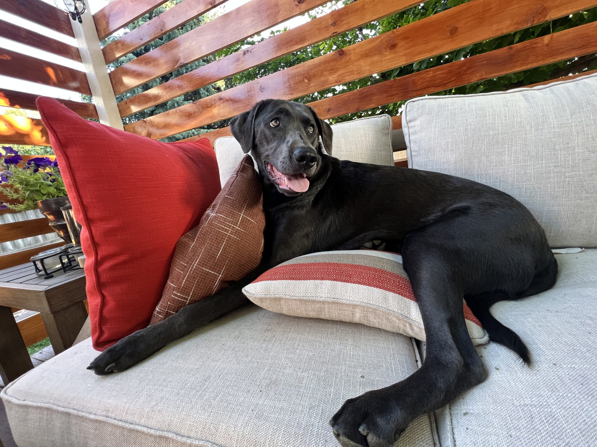 Charcoal colored lab sitting on patio furniture