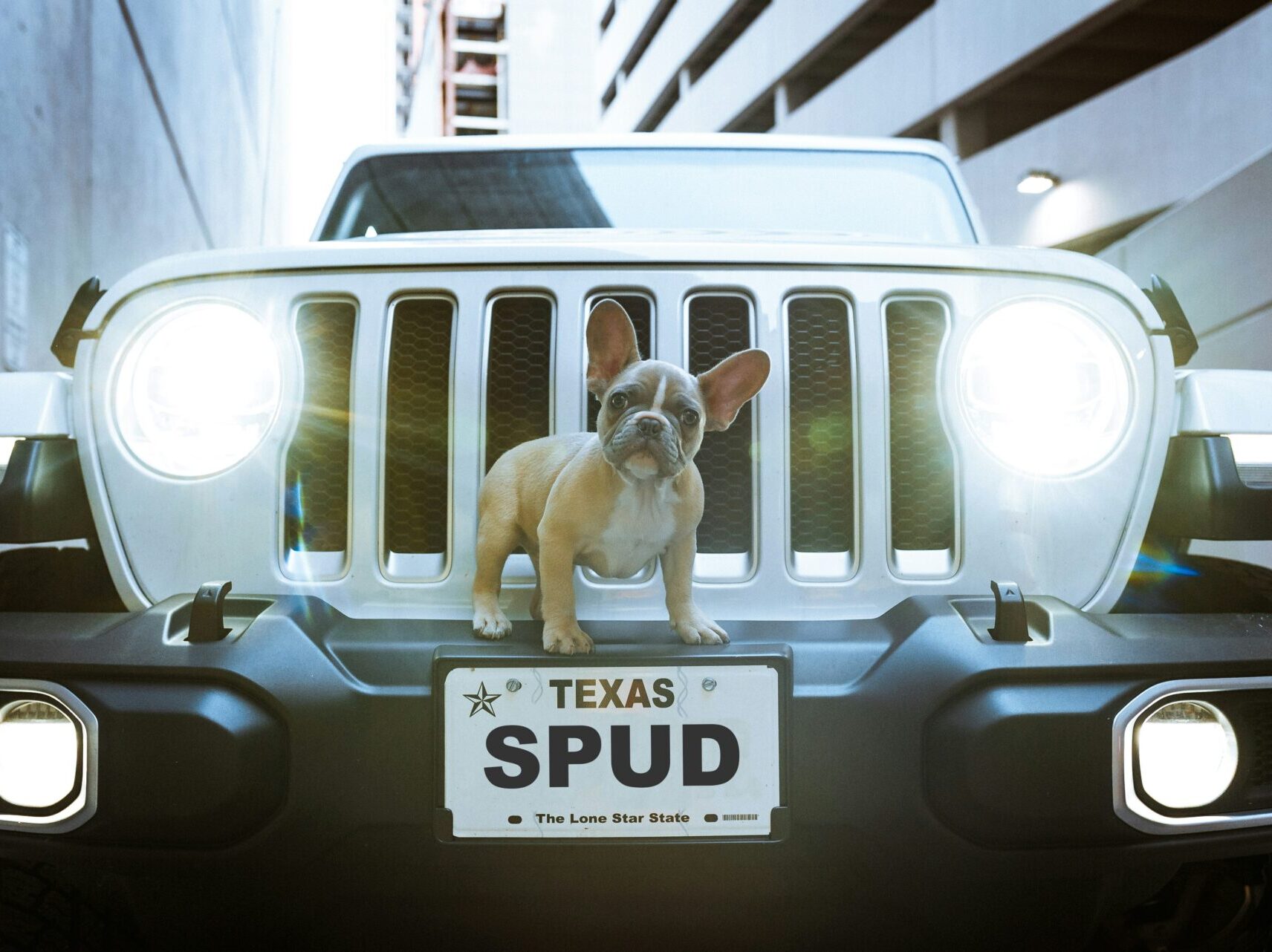 french bulldog on grill of jeep with texas license plate