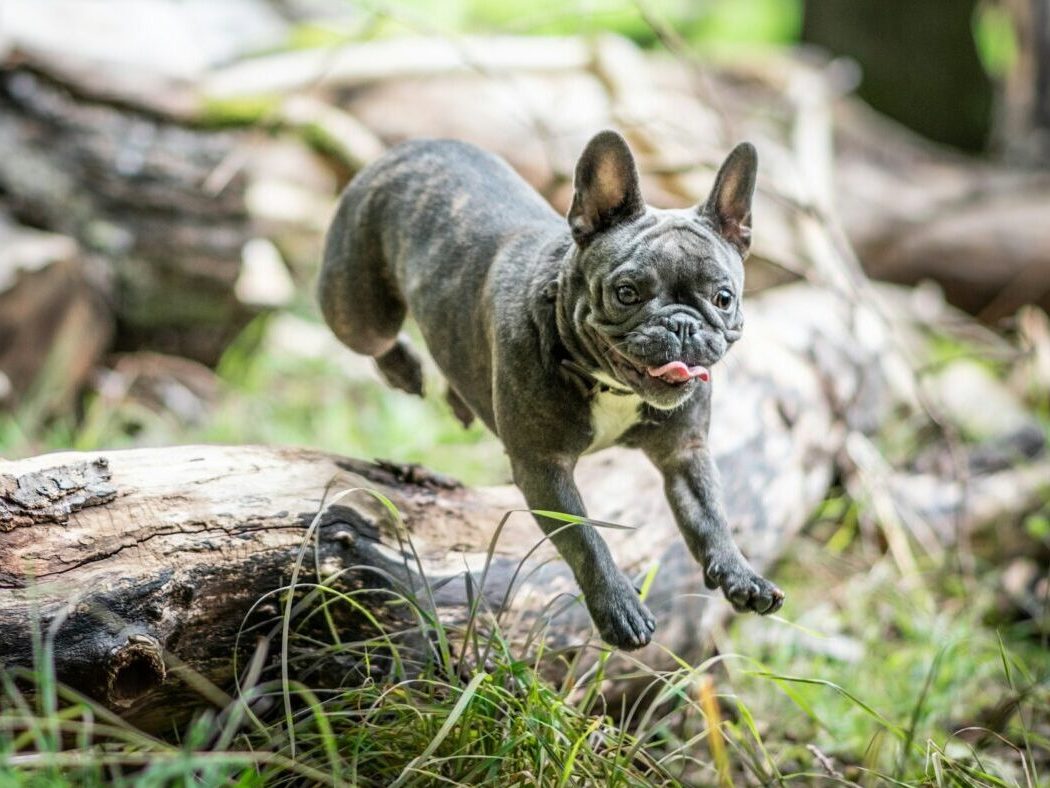 A black French bulldog is in a midair jump over a thick fallen branch.