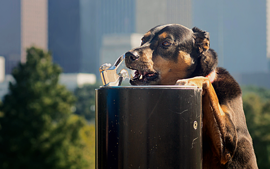 Houston: A Woof-Worthy City for Dog Lovers