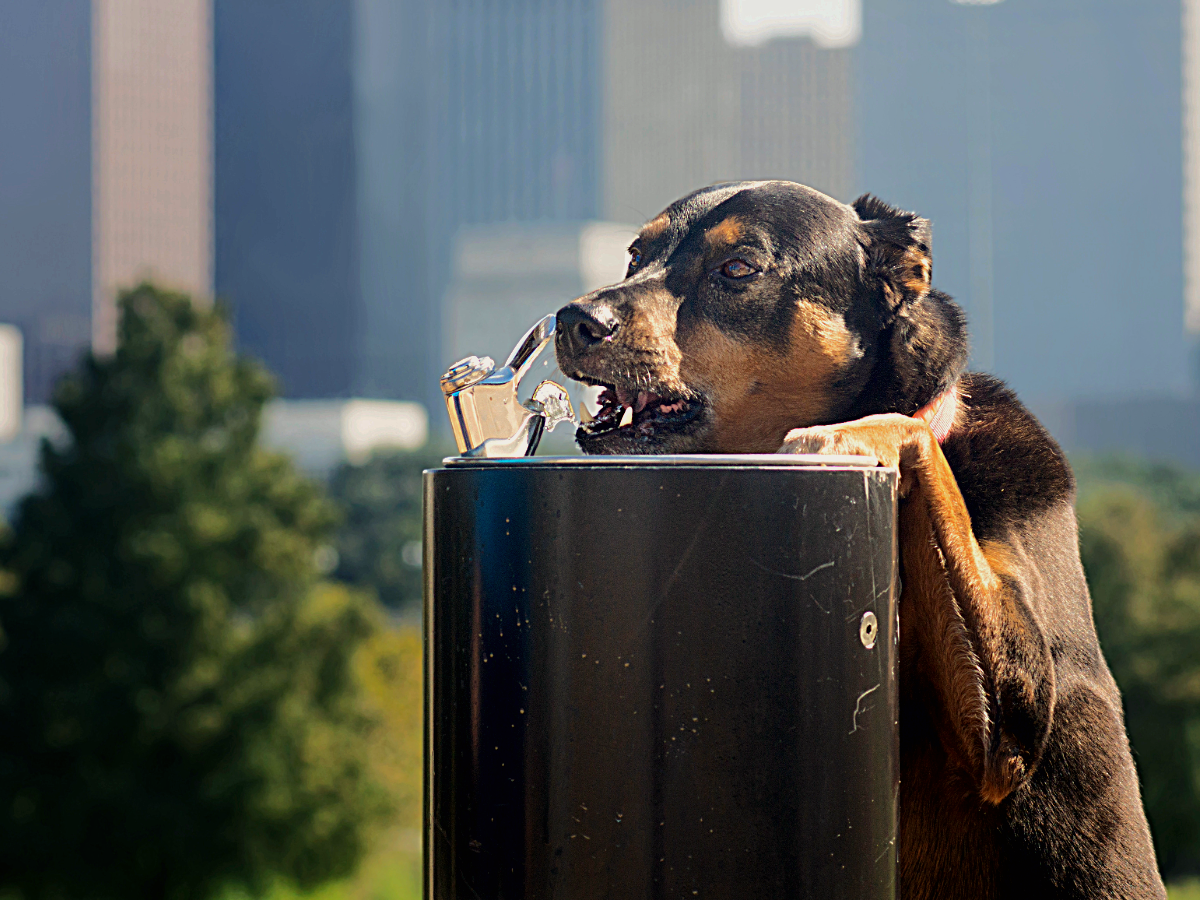 Dog drinking out of a water fountain with Houston city blurred in background.