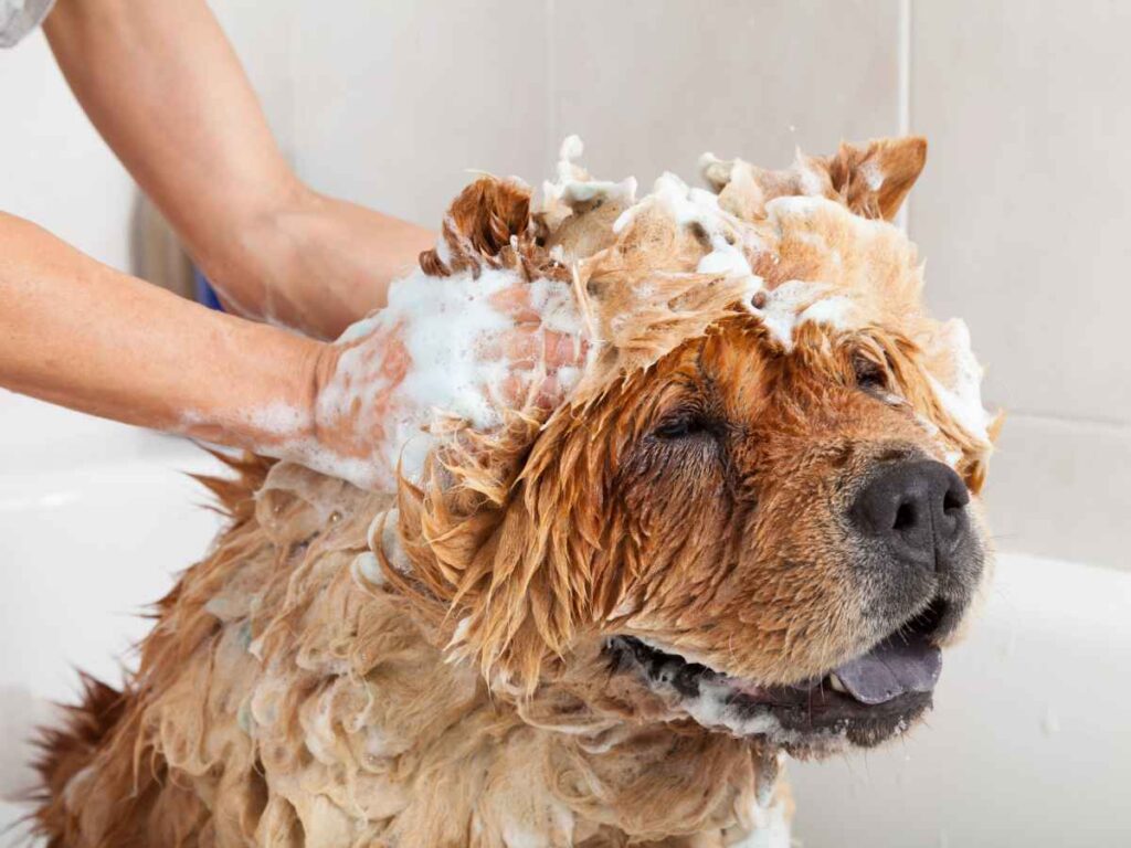 Dog getting a bath with hands soaping up around head and ears for article 8 Popular Dog Groomers and Daycares in Houston for newcomers moving to Houston.