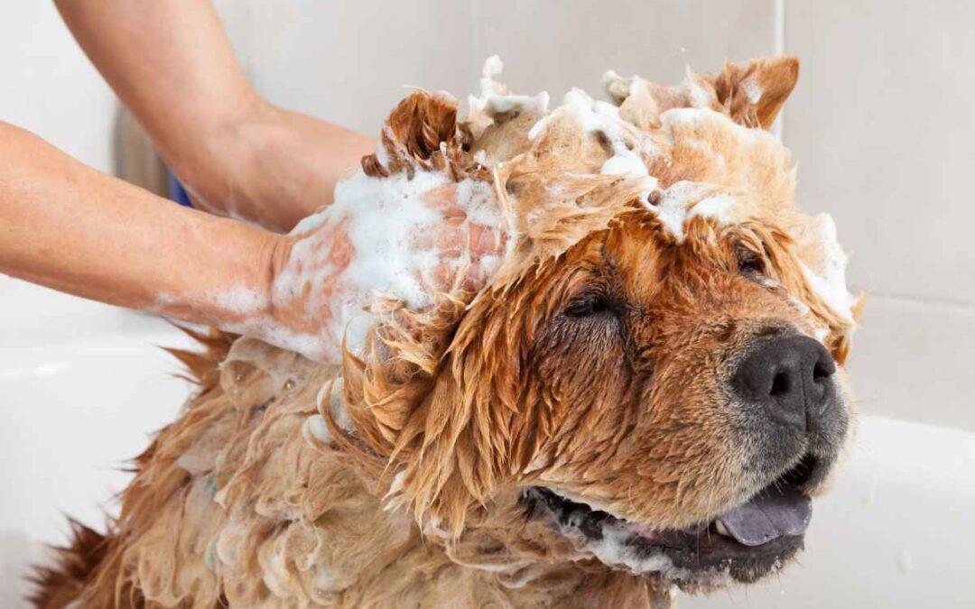 8 Popular Dog Groomers and Daycares in Houston